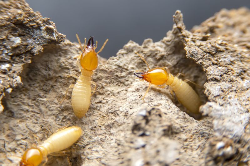 Pest Damage Repair in Wilmington, NC