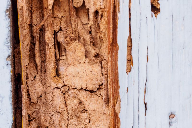 Wood Decay Repair in Conroe, TX