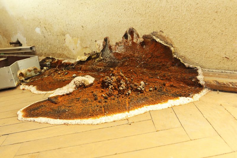Dry Rot Remediation in Wilmington, NC