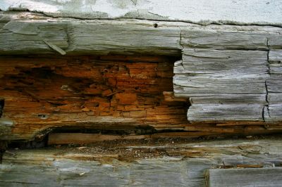 Dry Rot Damage