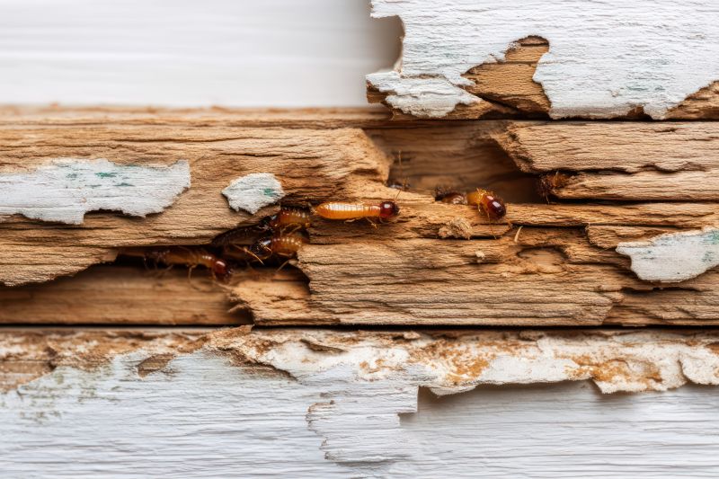 Pest Damage Repair in Kansas City, KS
