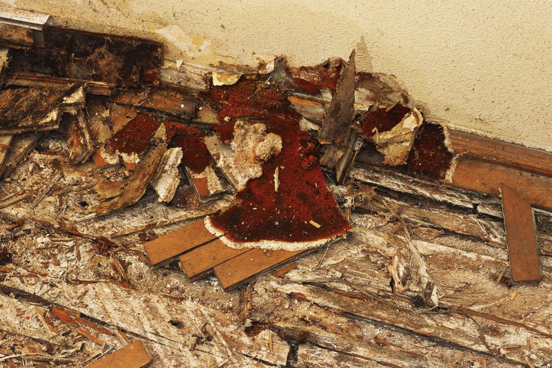 Pest Damage Repair in Denver, CO