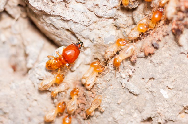Termite Damage Restoration in Alpharetta, GA
