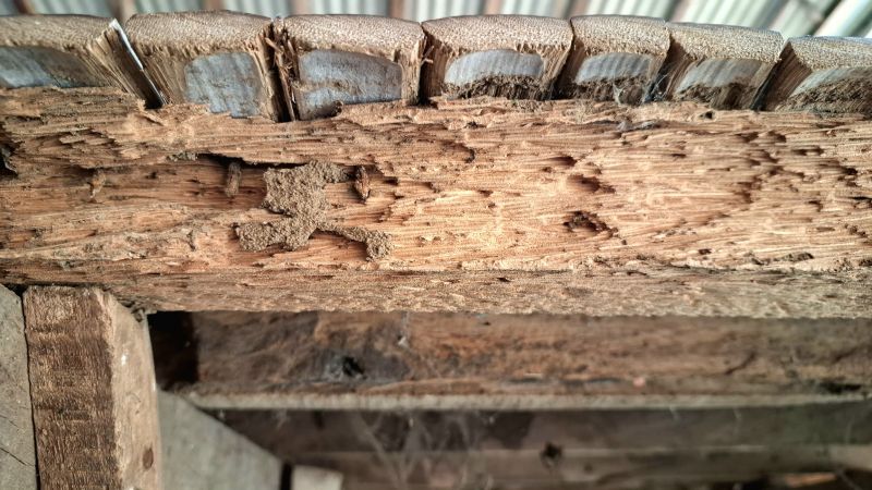 Termite Damage Restoration in Roswell, GA
