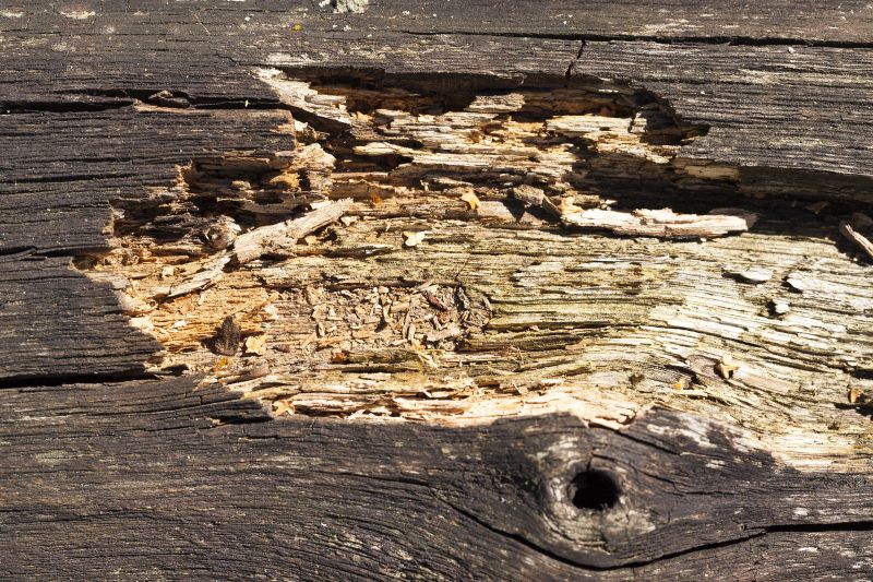 Wood Decay Removal in Denver County, CO